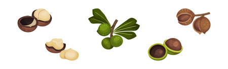 Macadamia Nut with Kernel in Green Peel Vector Setのイラスト素材