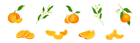 Mandarin Sweet Citrus Fruit with Bright Orange Peel and Lobule Vector Setのイラスト素材