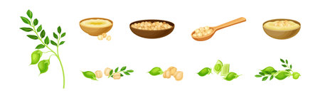 Chickpea Legume Plant in Bowl and Spoon Vector Setのイラスト素材