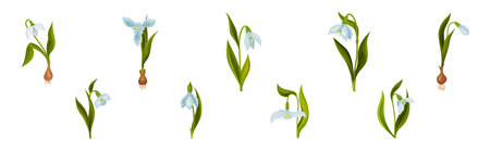 Snowdrops Spring Flowers on Green Stem Vector Setのイラスト素材