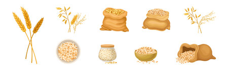 Wheat Grain Cereal in Husk and Spikelet Vector Setのイラスト素材