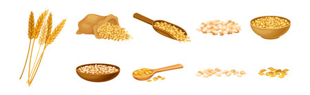 Wheat Grain Cereal in Husk and Spikelet Vector Setのイラスト素材