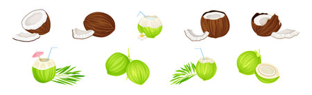 Whole and Cracked Coconut with Hard Shell and Fibrous Husk Vector Setのイラスト素材