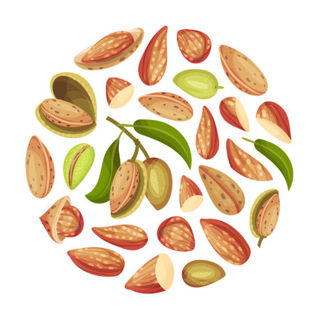 Almond Nut Round Shape Design with Shell and Kernel Vector Templateのイラスト素材