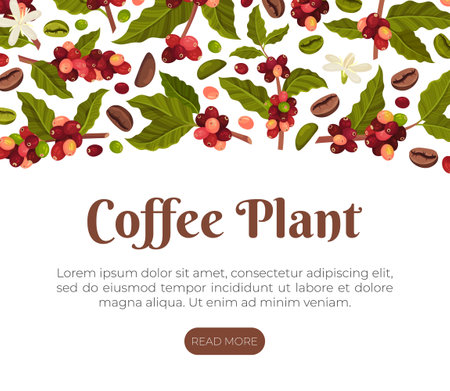 Coffee Plant Banner Design with Fruit Branch Vector Templateのイラスト素材