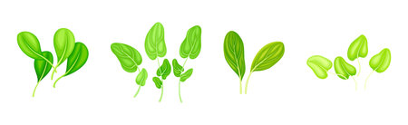 Leaf Vegetables or Salad Greens as Edible Plant Vector Setのイラスト素材