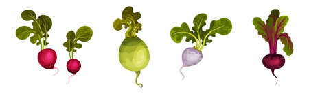 Root Crop and Vegetables with Top Leaf Vector Setのイラスト素材