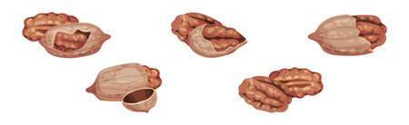 Pecan Nut in Shell as Healthy Protein Food Vector Setのイラスト素材