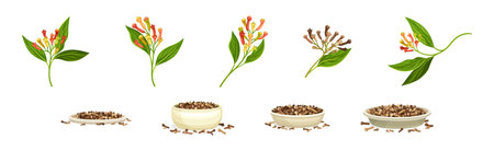 Clove Branch and Dry Seed Condiment Vector Setのイラスト素材