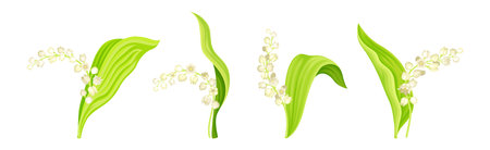 Lily of the Valley Flower on Green Stem with Leaf Vector Setのイラスト素材