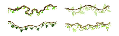 Tropical Hanging Jungle Liana Climbing Plant Vector Setのイラスト素材