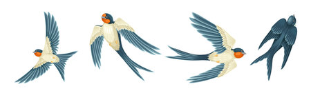 Swallow or Martin Passerine Bird with Long Tail and Pointed Wings Flying and Gliding Vector Setのイラスト素材