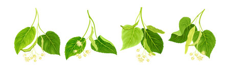 Blooming Linden Twig with Green Leaves and Flowers Vector Setのイラスト素材