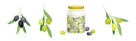 Olives with Glass Jar and Branch Vector Setのイラスト素材