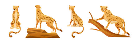 Cheetah as African Large Cat with Long Tail and Black Spots on Coat Vector Setのイラスト素材