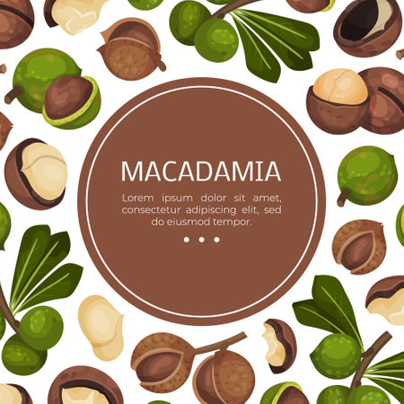 Macadamia Nut Banner Design with Kernel and Shell Vector Templateのイラスト素材