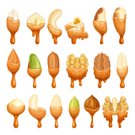 Nut as Edible Seed with Dripping Chocolate or Caramel Melting Liquid Vector Setのイラスト素材
