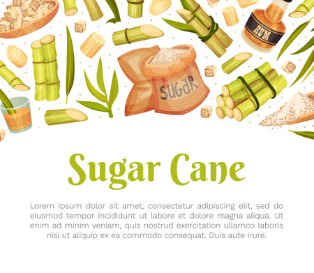 Sugar Cane Banner Design with Stem Plant Vector Templateのイラスト素材
