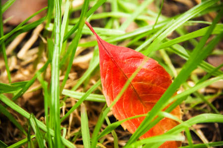 Autumn leaf in green grass. Selective focusの写真素材