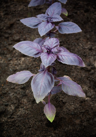 Purple Basil growing in a garden. Selective focus