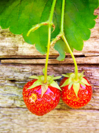 Fresh strawberry with green leaves. Selective focusの写真素材