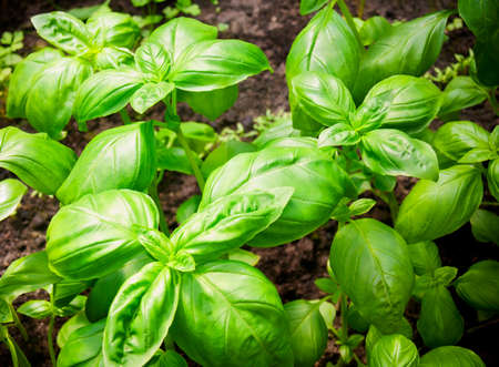 Green basil grows in the garden. Selective focus の写真素材