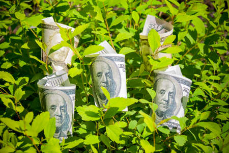 Growing dollars. Selective focusの写真素材