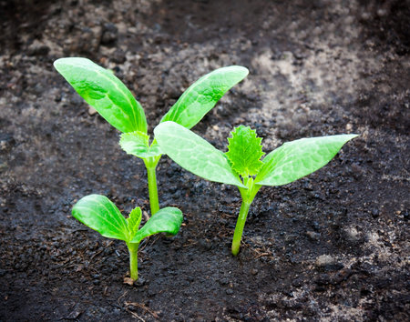 Group of green sprouts growing out from soil