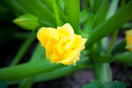 Zucchini flower in a garden. Selective focusの写真素材