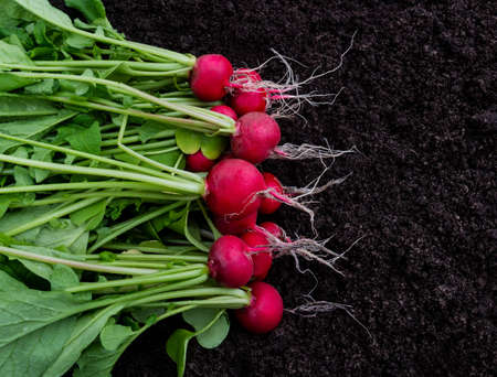 Freshly harvested radish on dark garden soil backgroundの写真素材