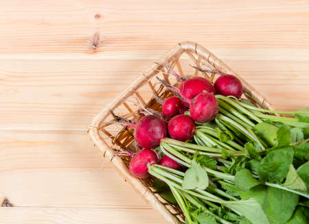 Fresh garden radish in wicker basket. Selective focusの写真素材