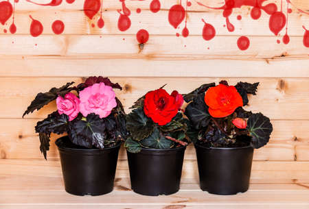 Young seedlings begonia flowers  and place for text on  wooden backgroundの写真素材