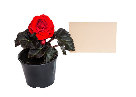 Seedling begonia flower and card for notes isolated on white backgroundの写真素材