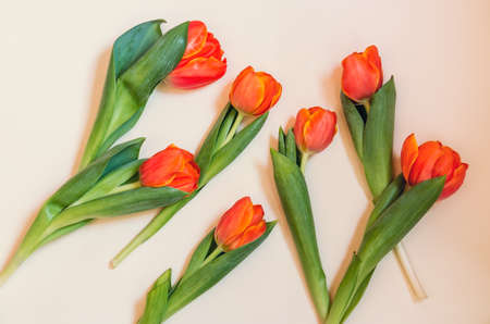 Orange tulips on beige backgroundの写真素材