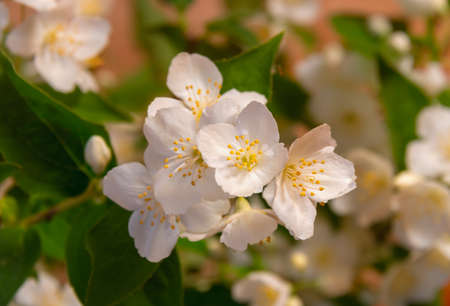 Beautiful white jasmine flowers on branch. Selective focus.の写真素材