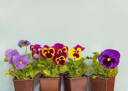 Seedling of colorful pansy flowers in pots as a border on blue background. View with copy space.の写真素材