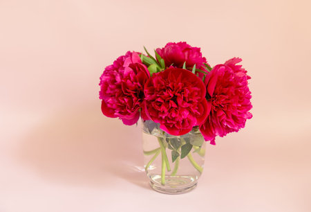 Red  peonies in glass vase on pink background. View with copy space.