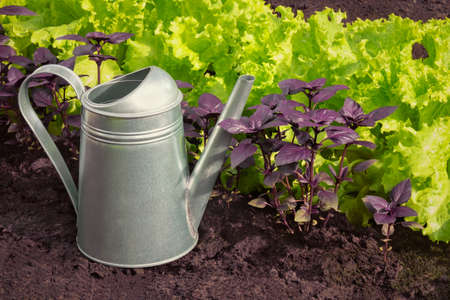 Fresh salad and purple basil on the bed and watering can near in sunny day.の写真素材