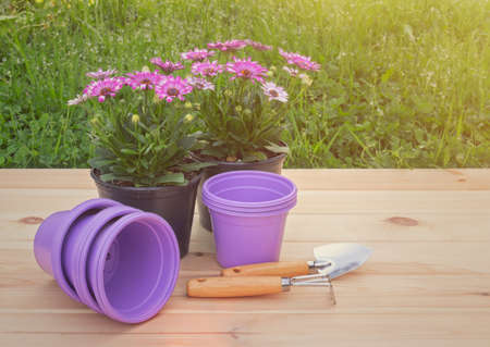 Outdoors seedlings of osteospermum (african daisy), purple plastic flower pots and gardening tools. View with copy space.の写真素材