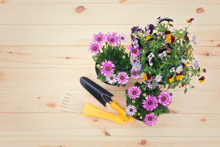Seedlings of osteospermum (african daisy)and pansy flowers and gardening tools on wooden background....