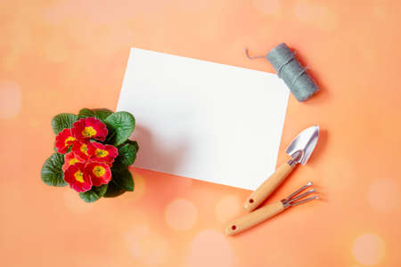 Empty card for your text, gardening tools and red primula flower on orange background. Top view, copy space.の写真素材