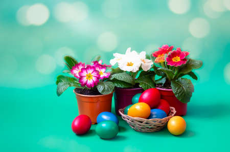 Easter concept. Colorful Easter eggs and primula flowers on green background. View with copy space.の写真素材