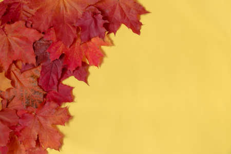 Border made of autumn maple leaves over yellow background with copy spaceの写真素材