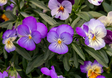 Close up of beautiful mixed pansies in garden. Selective focus.