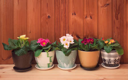 Colorful primulas in colorful flower pots on wooden table. View with copy space.の写真素材