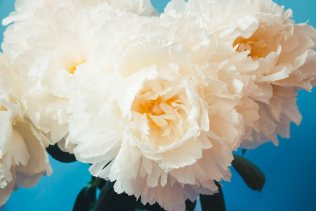 Beautiful white peony flowers on blue background.. Selective focus.