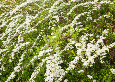 Spiraea x cinerea "Grefsheim" blooming in the spring gardenの写真素材