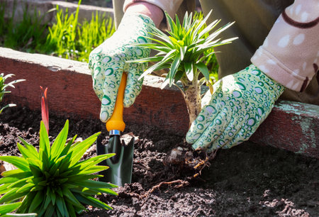 Planting lilies flowers in garden in spring sunny dayの写真素材
