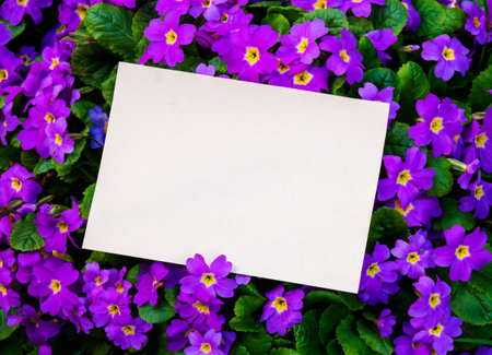 Spring Easter background made of purple primula flowers and greeting card for your text. Top view.の写真素材
