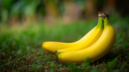 Ripe yellow bananas arranged artfully on vibrant green grass in the gardenの素材